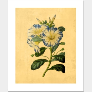 Convolvulus Tricolor Posters and Art